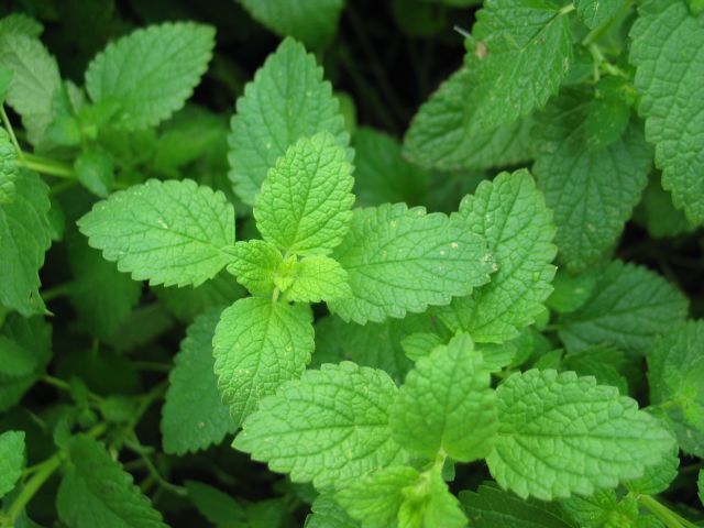 Your Natural Side Peppermint Essential Oil 10ml